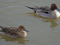 Pintail Pair